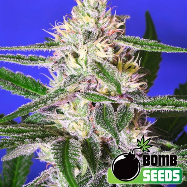 Edam Bomb (Bomb Seeds) feminizowane