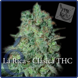 La Rica Classic THC (Elite Seeds) feminizowane