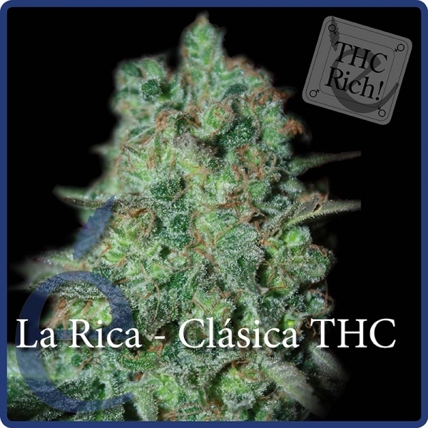 La Rica Classic THC (Elite Seeds) feminizowane