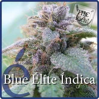 Blue Elite Indica (Elite Seeds) feminizowane