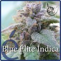 Blue Elite Indica (Elite Seeds) feminizowane