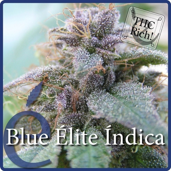 Blue Elite Indica (Elite Seeds) feminizowane