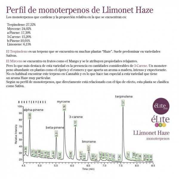 Llimonet Haze Classic THC (Elite Seeds) feminizowane