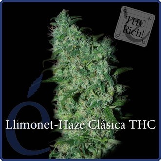 Llimonet Haze Classic THC (Elite Seeds) feminizowane
