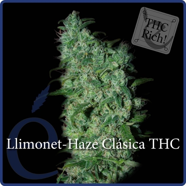 Llimonet Haze Classic THC (Elite Seeds) feminizowane