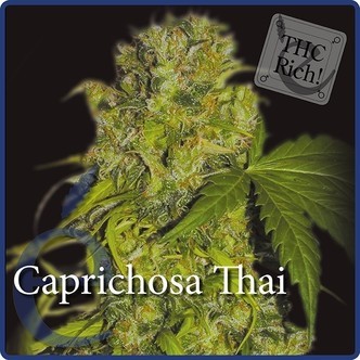 Caprichosa Thai (Elite Seeds) feminizowane