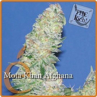 Mota Khan Afghana (Elite Seeds) feminizowane