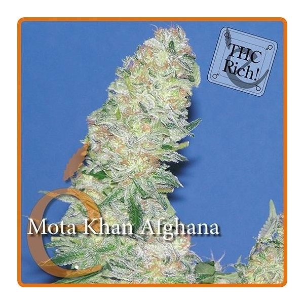 Mota Khan Afghana (Elite Seeds) feminizowane