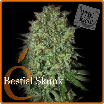 Bestial Skunk (Elite Seeds) feminizowane