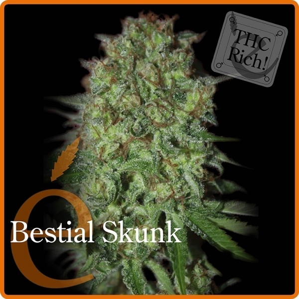 Bestial Skunk (Elite Seeds) feminizowane