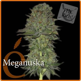 Meganuska (Elite Seeds) feminizowane