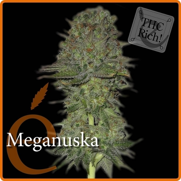 Meganuska (Elite Seeds) feminizowane