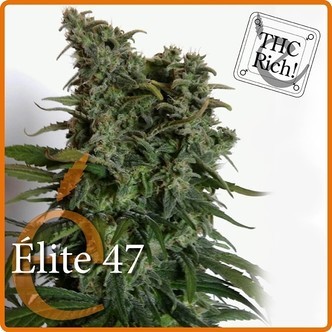 Elite 47 (Elite Seeds) feminizowane