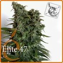 Elite 47 (Elite Seeds) feminizowane