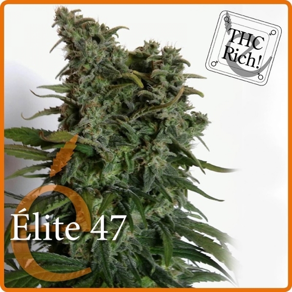 Elite 47 (Elite Seeds) feminizowane