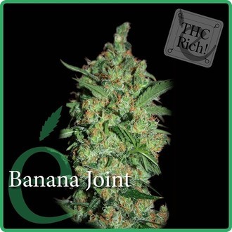 Banana Joint (Elite Seeds) feminizowane