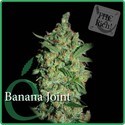 Banana Joint (Elite Seeds) feminizowane
