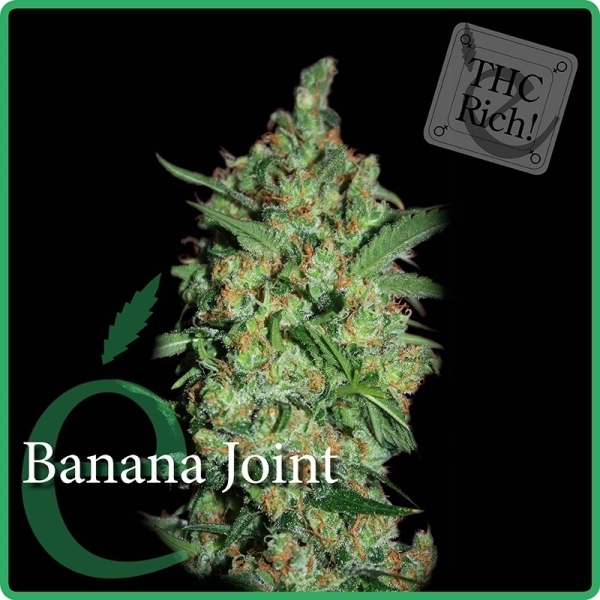 Banana Joint (Elite Seeds) feminizowane
