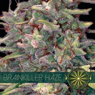 Brainkiller Haze (Vision Seeds) nasiona feminizowane