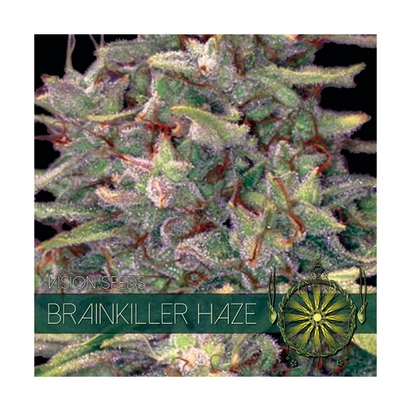 Brainkiller Haze (Vision Seeds) nasiona feminizowane