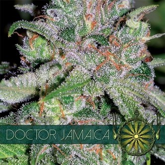 Doctor Jamaica (Vision Seeds) nasiona marihuany feminizowane