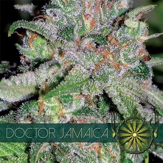 Doctor Jamaica (Vision Seeds) nasiona marihuany feminizowane