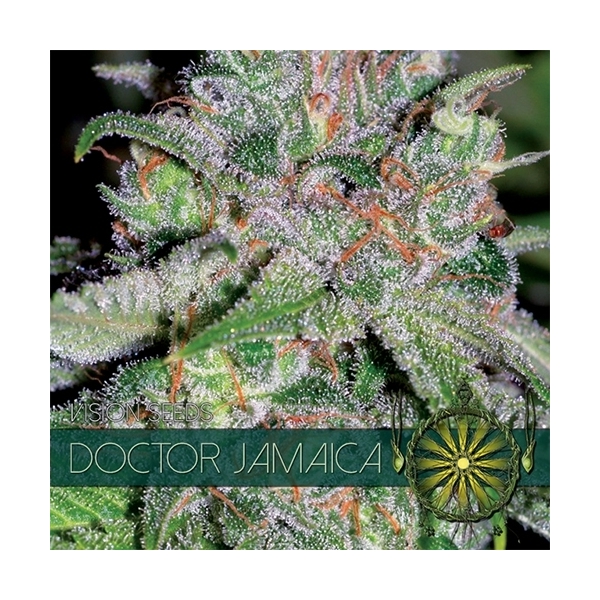 Doctor Jamaica (Vision Seeds) nasiona marihuany feminizowane