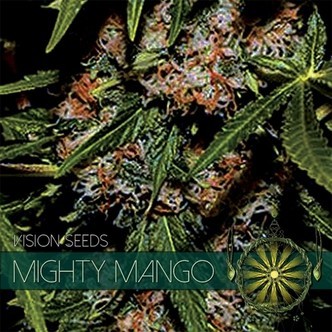 Mighty Mango Bud (Vision Seeds) feminizowane