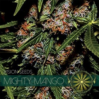 Mighty Mango Bud (Vision Seeds) feminizowane