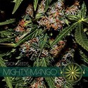 Mighty Mango Bud (Vision Seeds) feminizowane