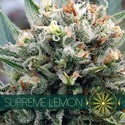 Supreme Lemon (Vision Seeds) feminizowane