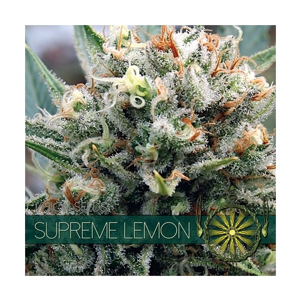 Supreme Lemon (Vision Seeds) feminizowane