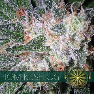 Tom Kush OG (Vision Seeds) feminizowane