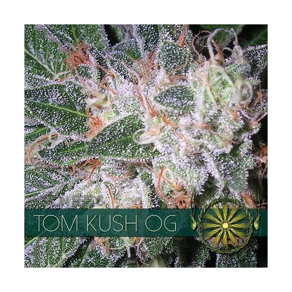Tom Kush OG (Vision Seeds) feminizowane