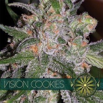 Vision Cookies (Vision Seeds) feminizowane