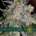 Vision Cookies (Vision Seeds) feminizowane