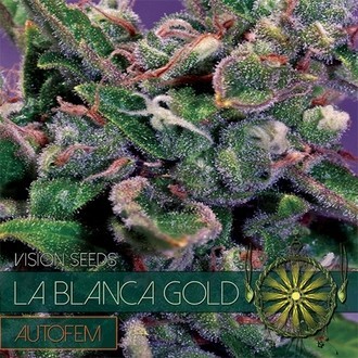 La Blanca Gold Automat (Vision Seeds) feminizowane