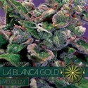 La Blanca Gold Automat (Vision Seeds) feminizowane