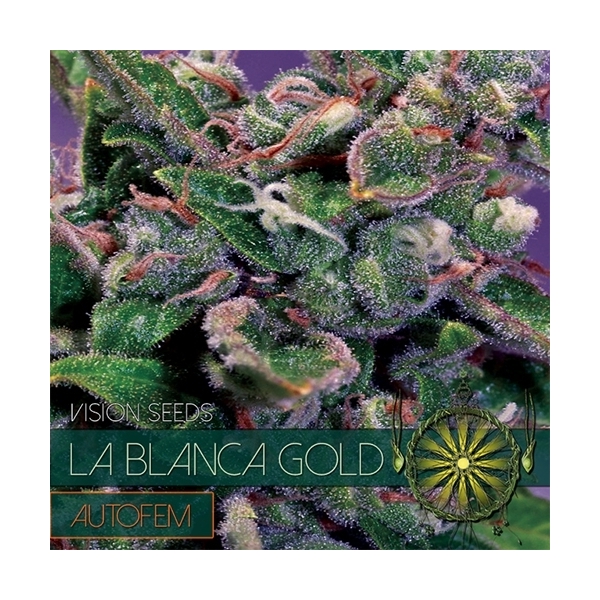 La Blanca Gold Automat (Vision Seeds) feminizowane
