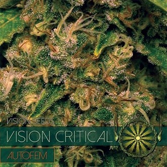 Vision Critical Automat (Vision Seeds) feminizowane