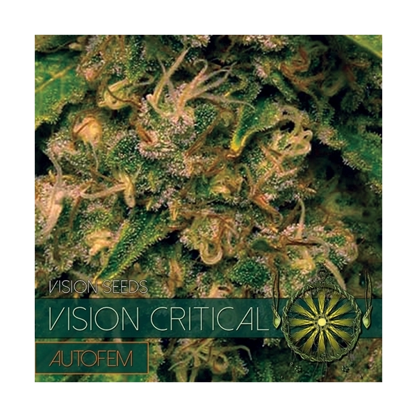 Vision Critical Automat (Vision Seeds) feminizowane