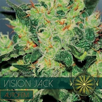 Vision Jack Automat (Vision Seeds) nasiona marihuany feminizowane