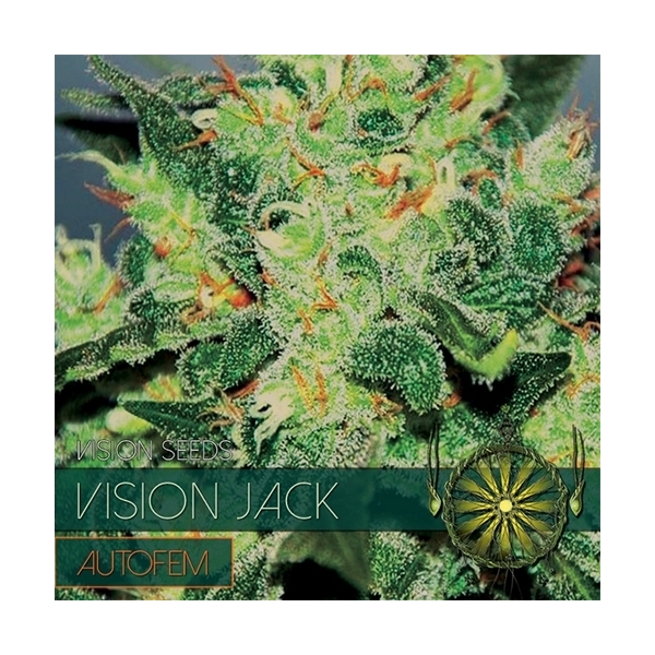 Vision Jack Automat (Vision Seeds) nasiona marihuany feminizowane
