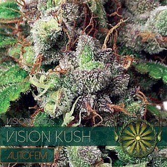 Vision Kush Automat (Vision Seeds) feminizowane