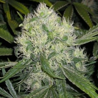 Nordle (Mr. Nice) regularne