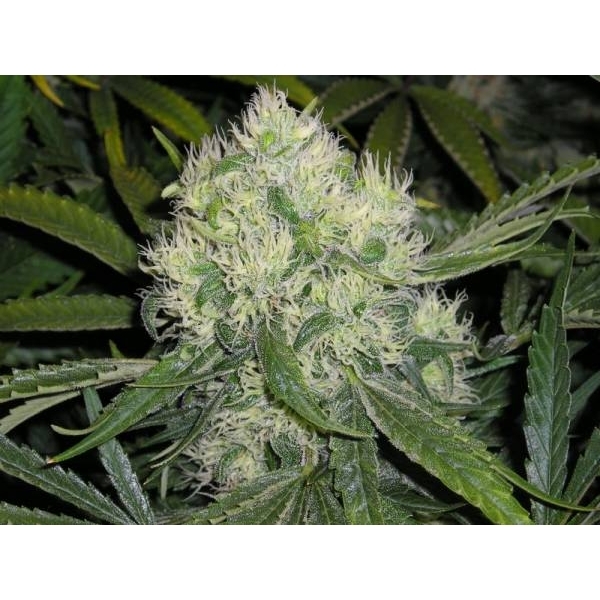 Nordle (Mr. Nice) regularne