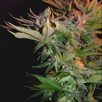 Nordle (Mr. Nice) regularne