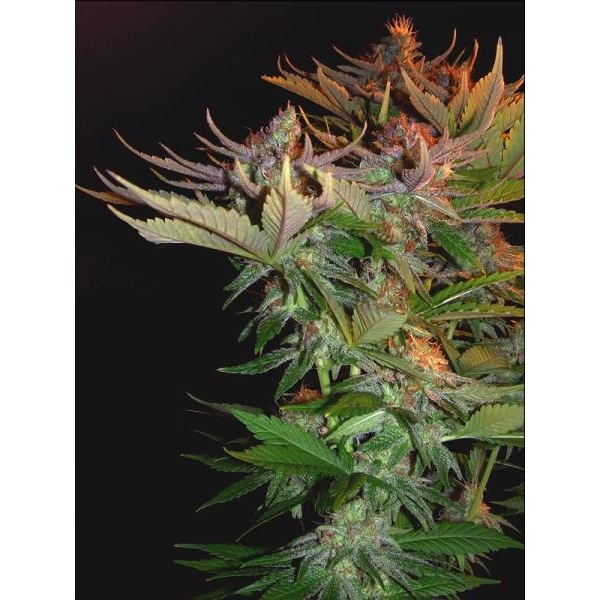 Nordle (Mr. Nice) regularne