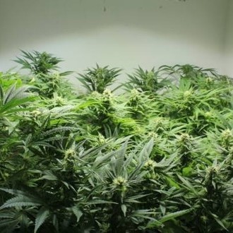 Nordle (Mr. Nice) regularne