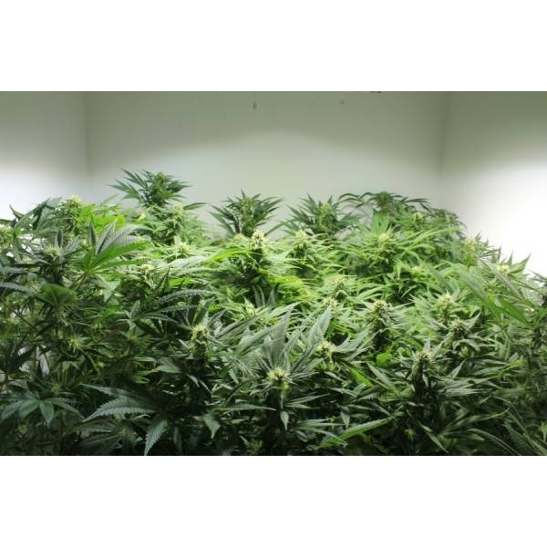 Nordle (Mr. Nice) regularne